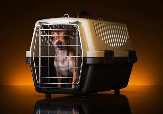 pets travel transportation services